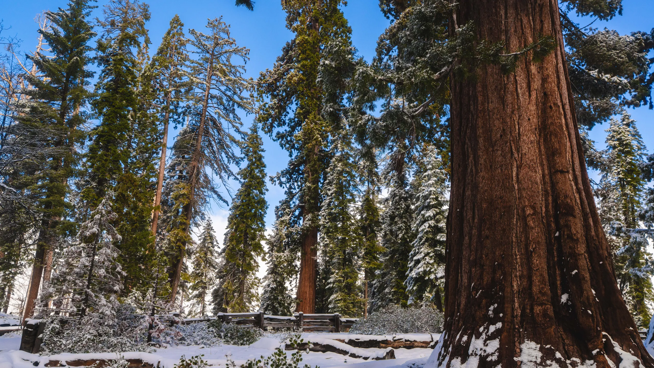 Giant sequoia trees reaching into the sky, Sequoia National Park, California